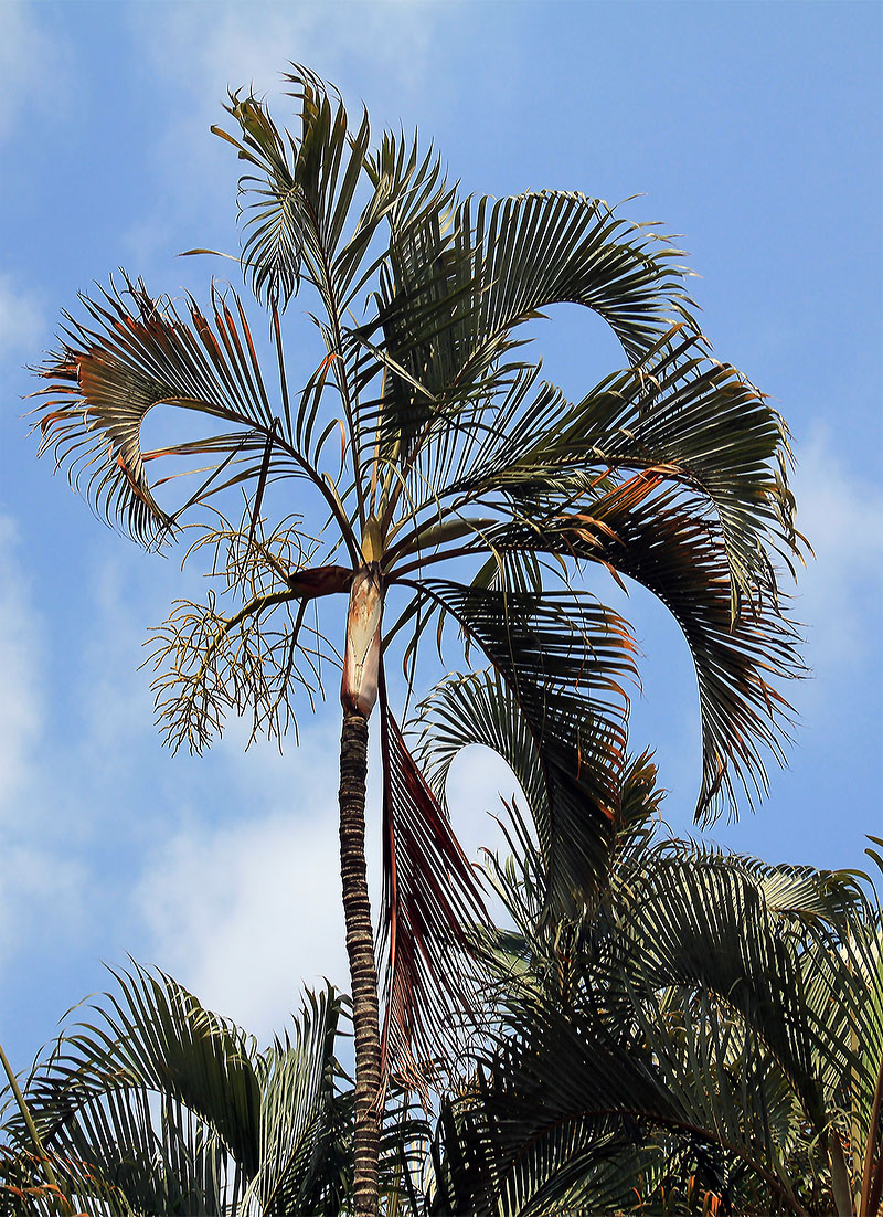 Image of familia Arecaceae specimen.