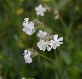 Melandrium latifolium