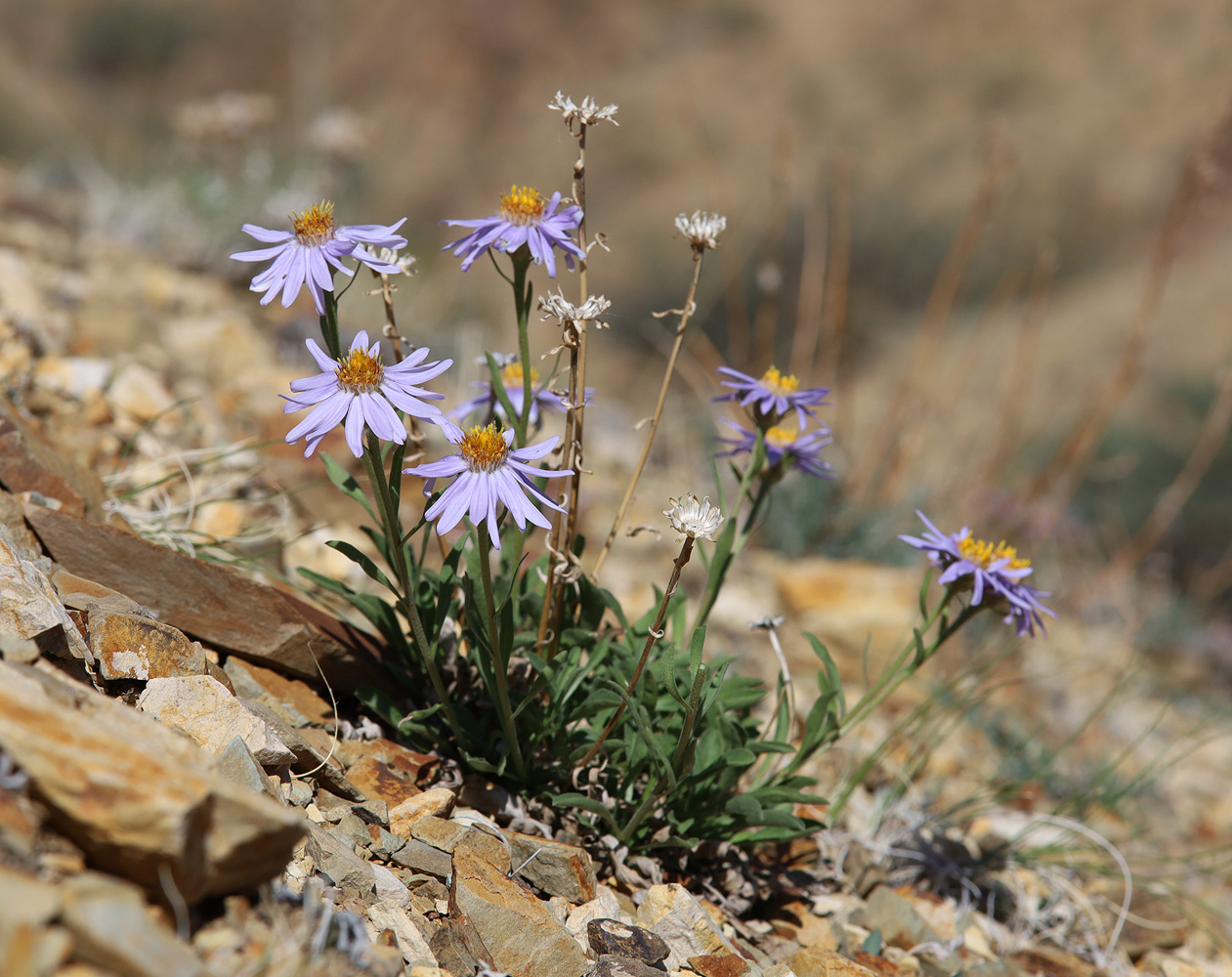 Изображение особи Aster alpinus.