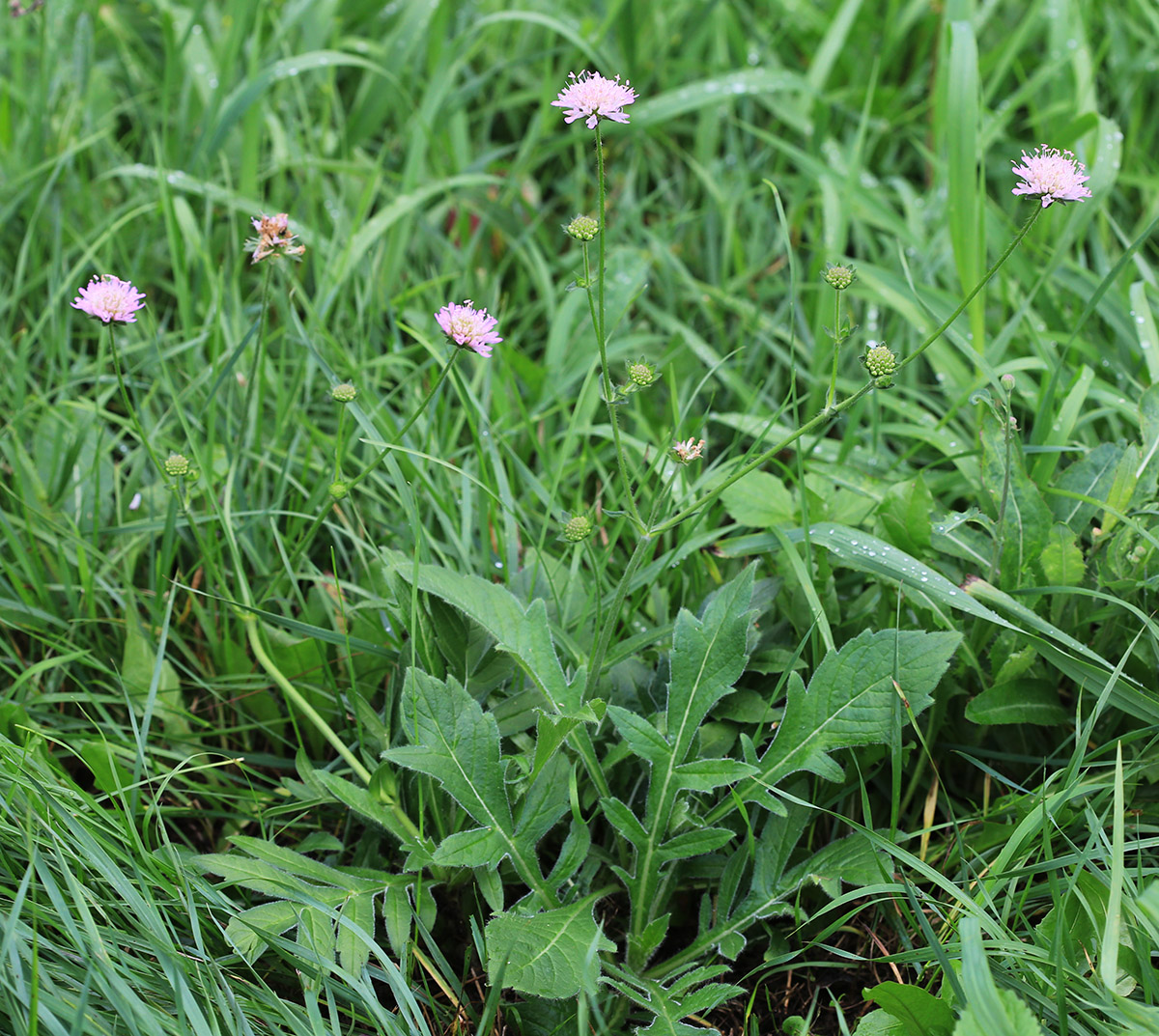 Image of Knautia arvensis specimen.