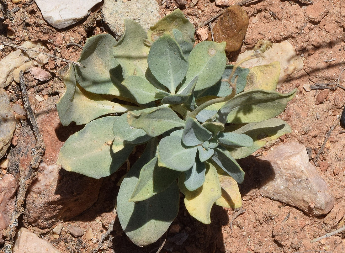 Image of Haplophyllum ferganicum specimen.