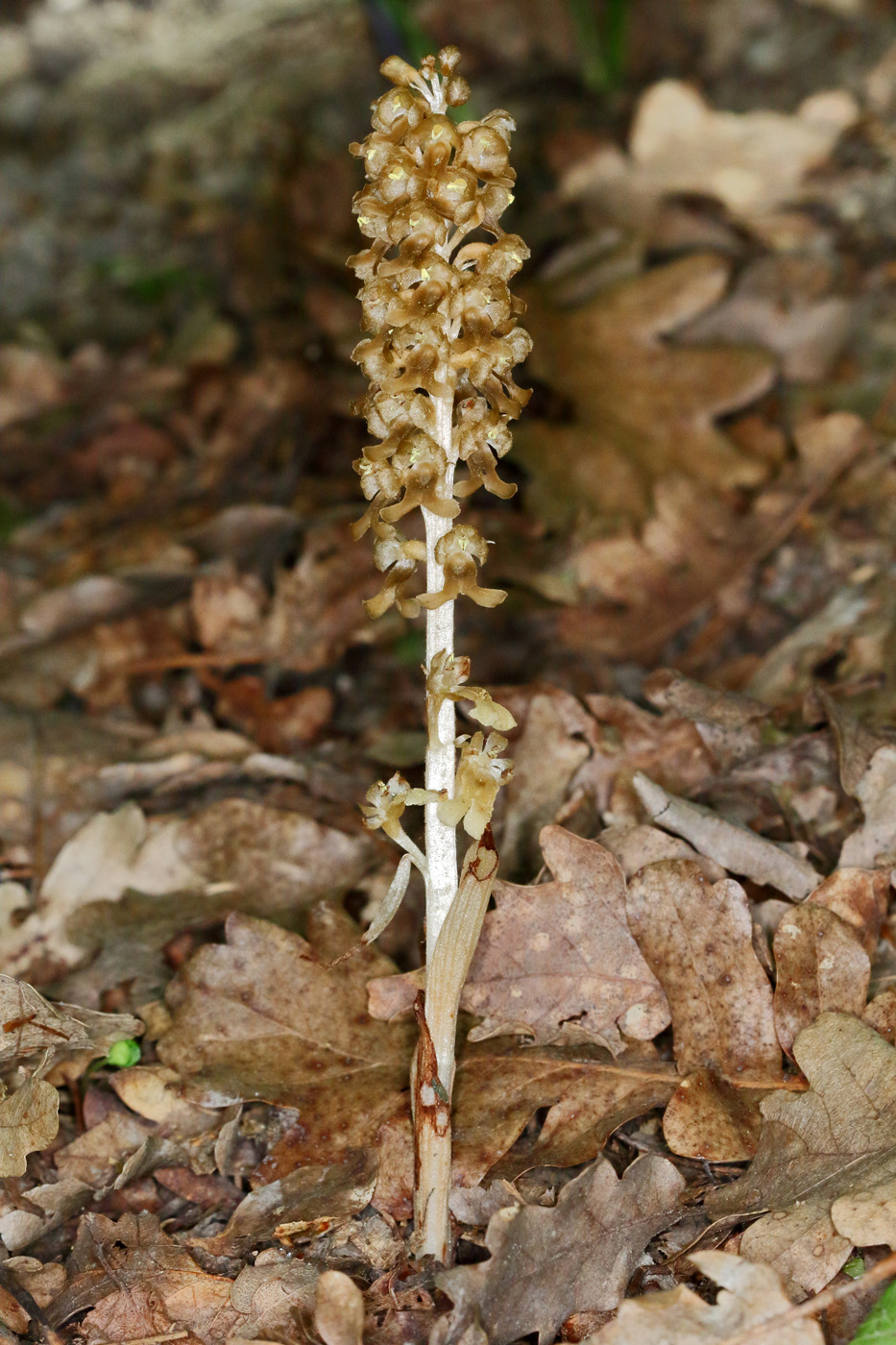 Image of Neottia nidus-avis specimen.