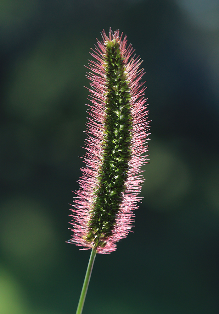 Image of Setaria maximowiczii specimen.