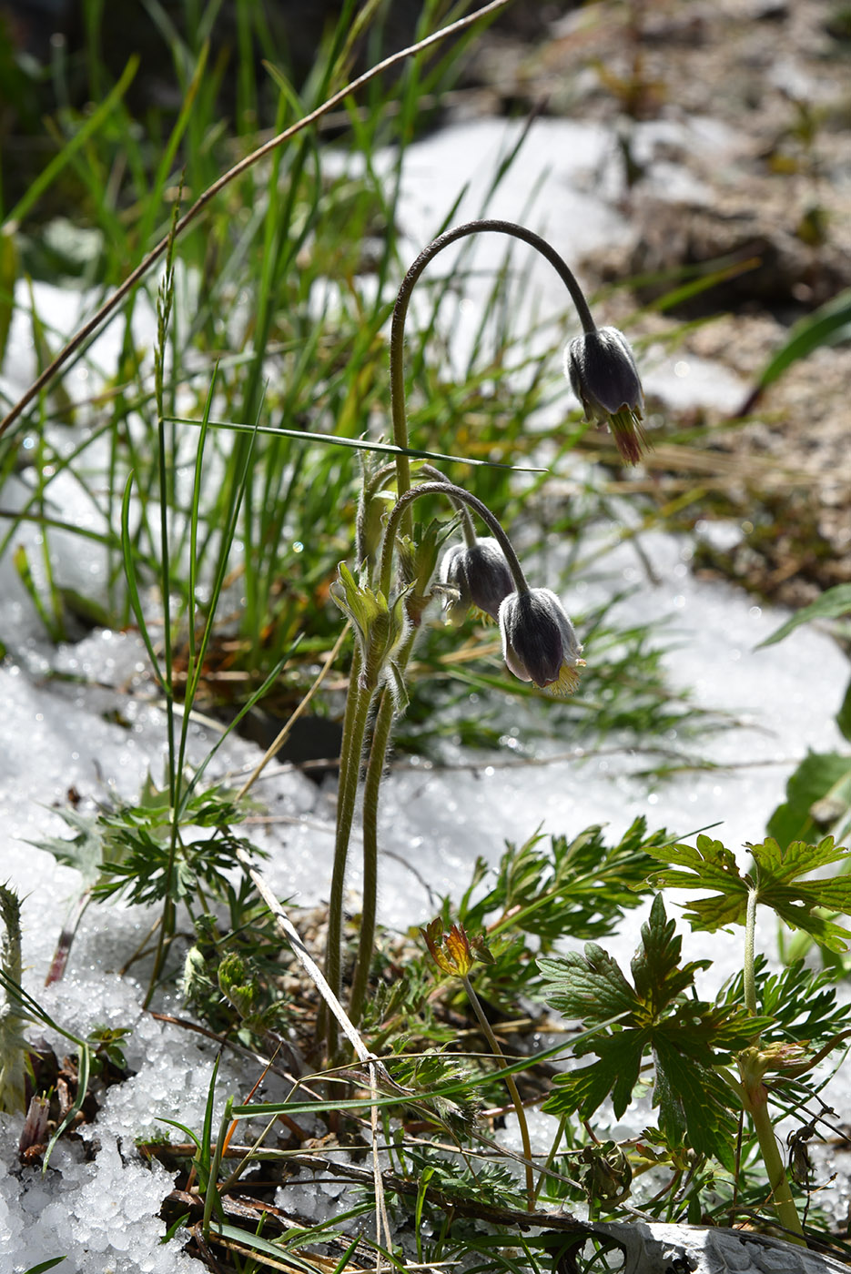 Image of Pulsatilla campanella specimen.