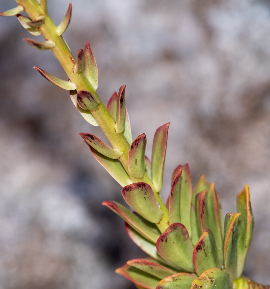 Image of Aeonium decorum specimen.