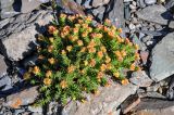 Rhodiola quadrifida