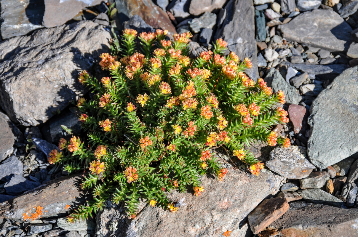 Image of Rhodiola quadrifida specimen.