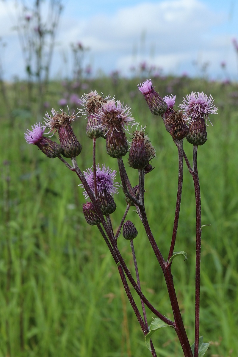 Image of Cirsium arvense specimen.