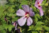 Hibiscus syriacus