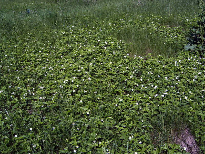 Image of Fragaria viridis specimen.