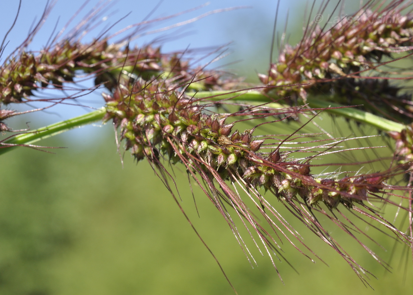 Изображение особи род Echinochloa.