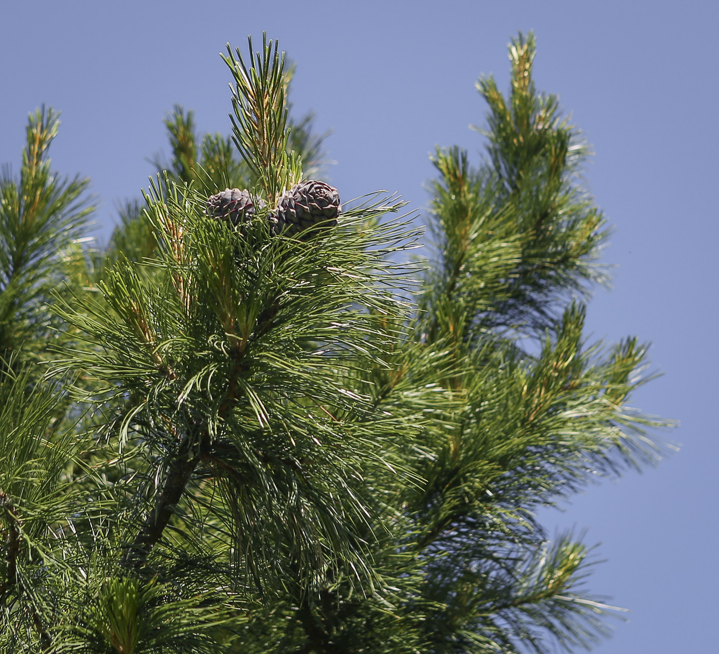 Изображение особи Pinus sibirica.