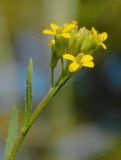 Erysimum hieracifolium