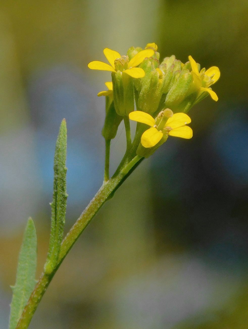 Image of Erysimum hieraciifolium specimen.