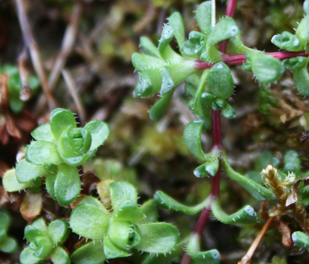 Image of Saxifraga oppositifolia specimen.