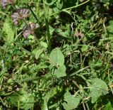 Salvia verticillata. Нижняя часть цветущего растения. Республика Адыгея, Майкопский р-н, окраина карьера компании \"Волма\", луг. 29 июля 2022 г.