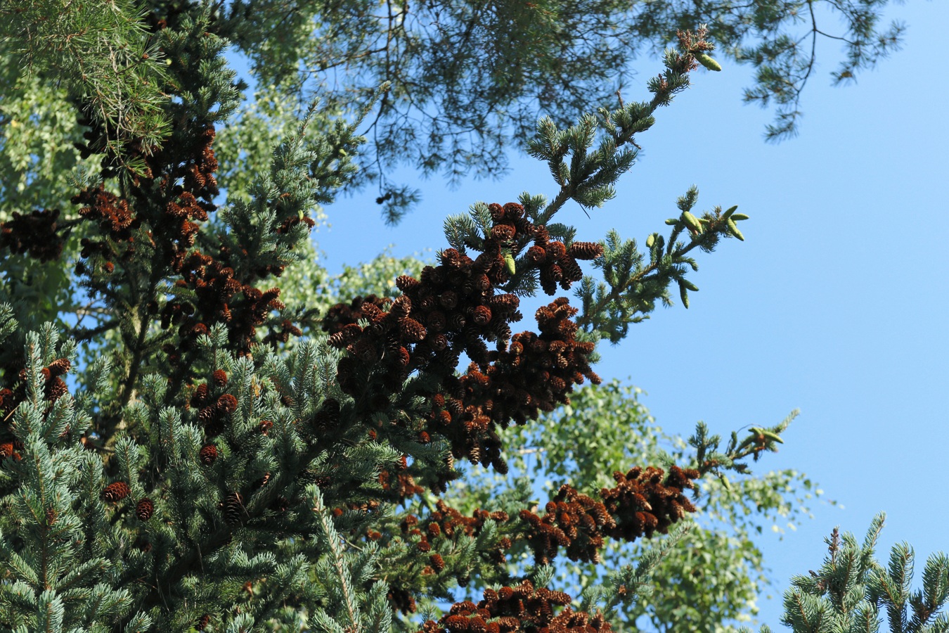 Image of Picea glauca specimen.