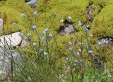 Myosotis austrosibirica. Верхушки цветущих растений. Республика Алтай, Кош-Агачский р-н, Северо-Чуйский хр., верховье р. Актру, у тропы на перевал Учитель. 08.07.2022.