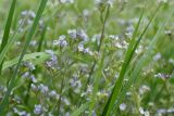 Nepeta parviflora