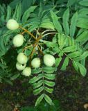 Sorbus domestica