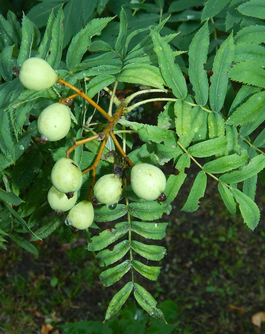 Image of Sorbus domestica specimen.