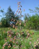 Thalictrum simplex