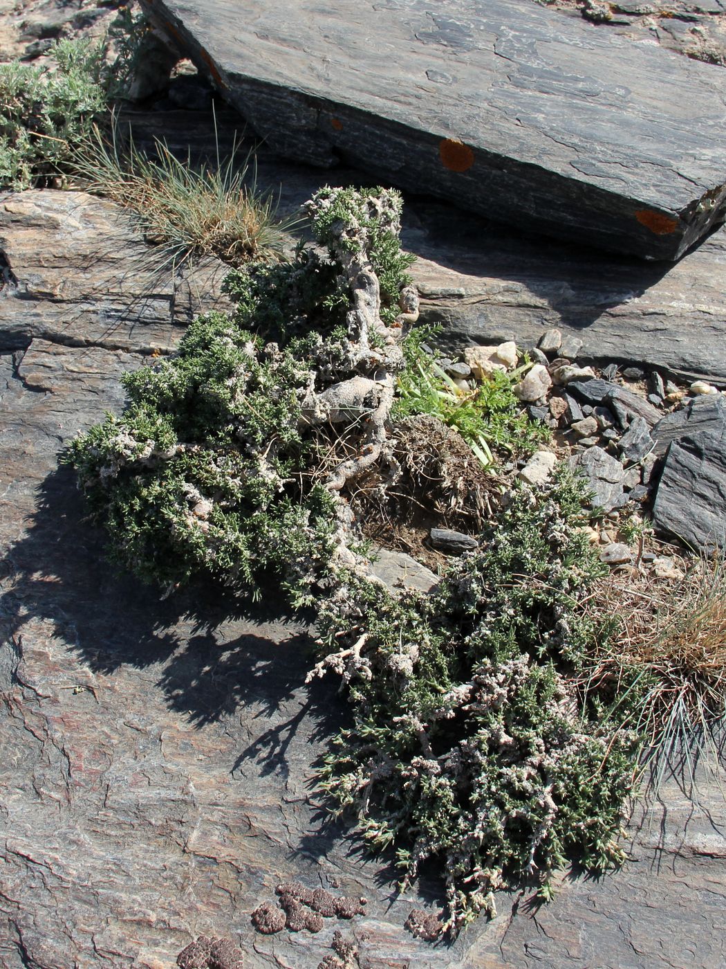 Image of Nanophyton saxatile specimen.