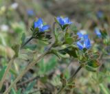 Veronica triphyllos