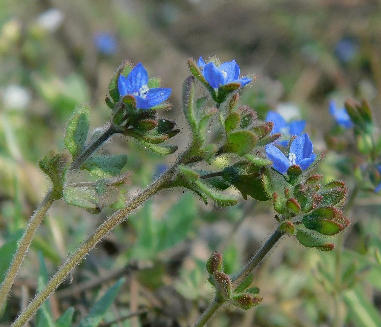 Изображение особи Veronica triphyllos.