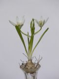 Ornithogalum umbellatum