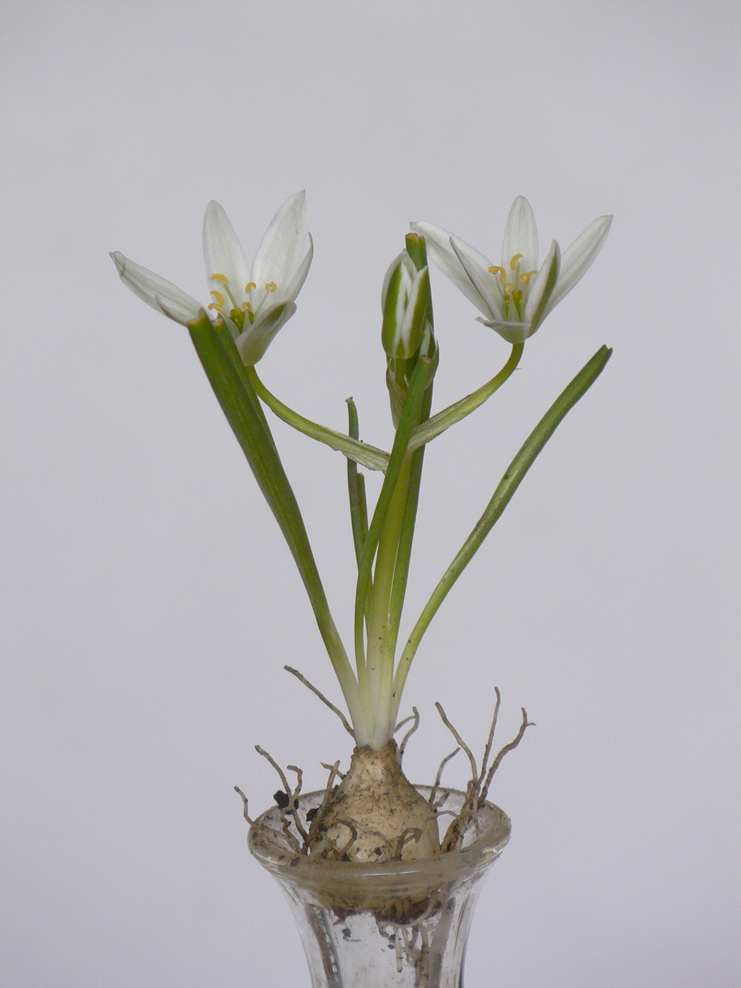 Изображение особи Ornithogalum umbellatum.