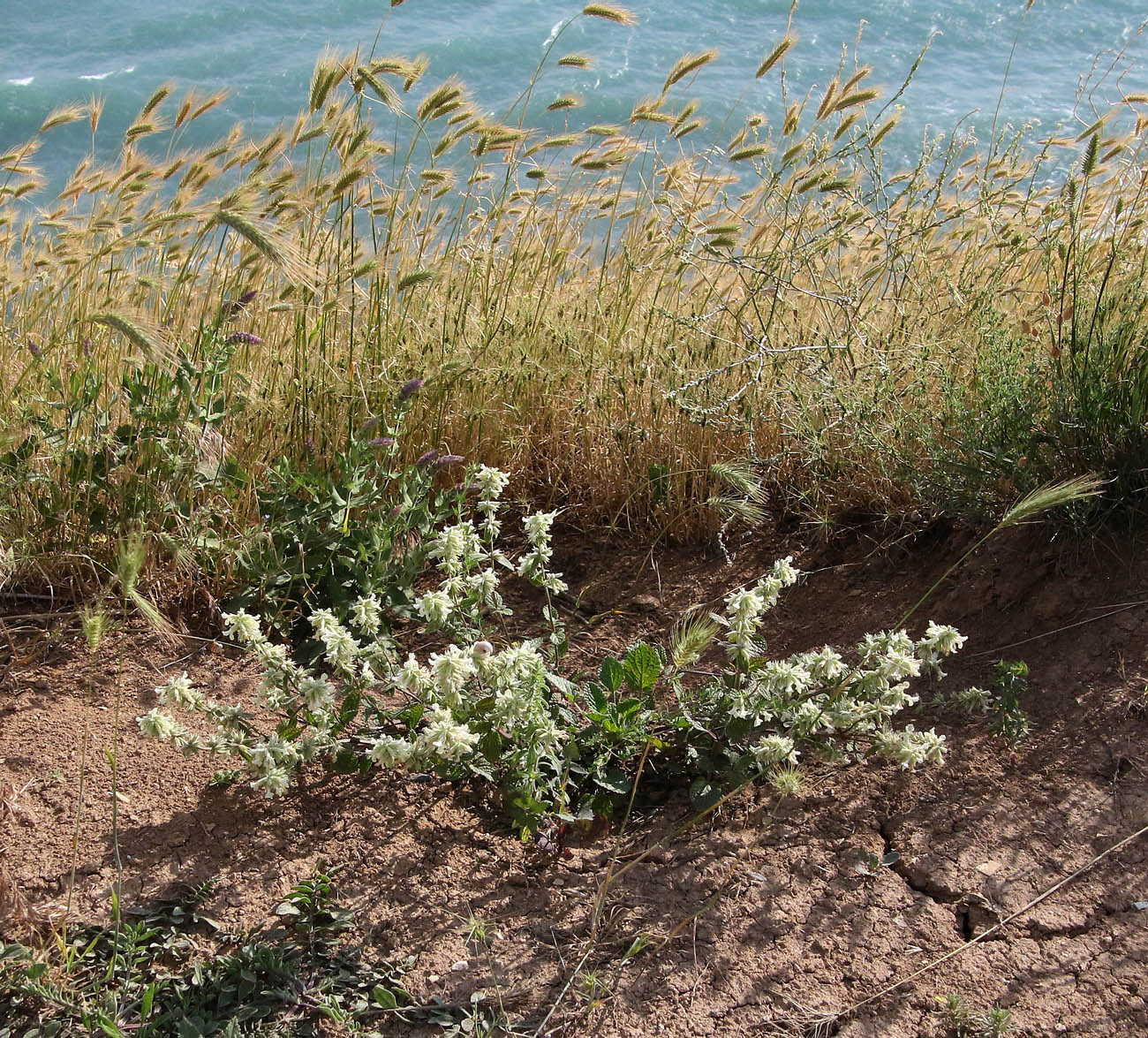 Изображение особи Stachys maritima.