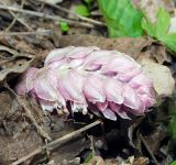 Lathraea squamaria