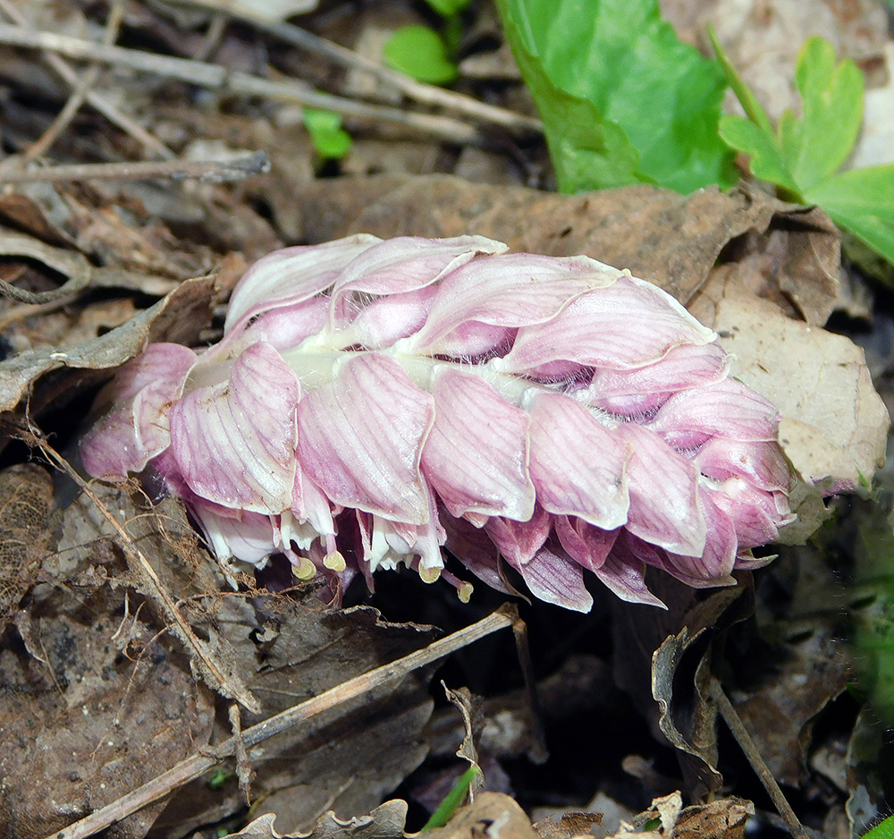 Image of Lathraea squamaria specimen.