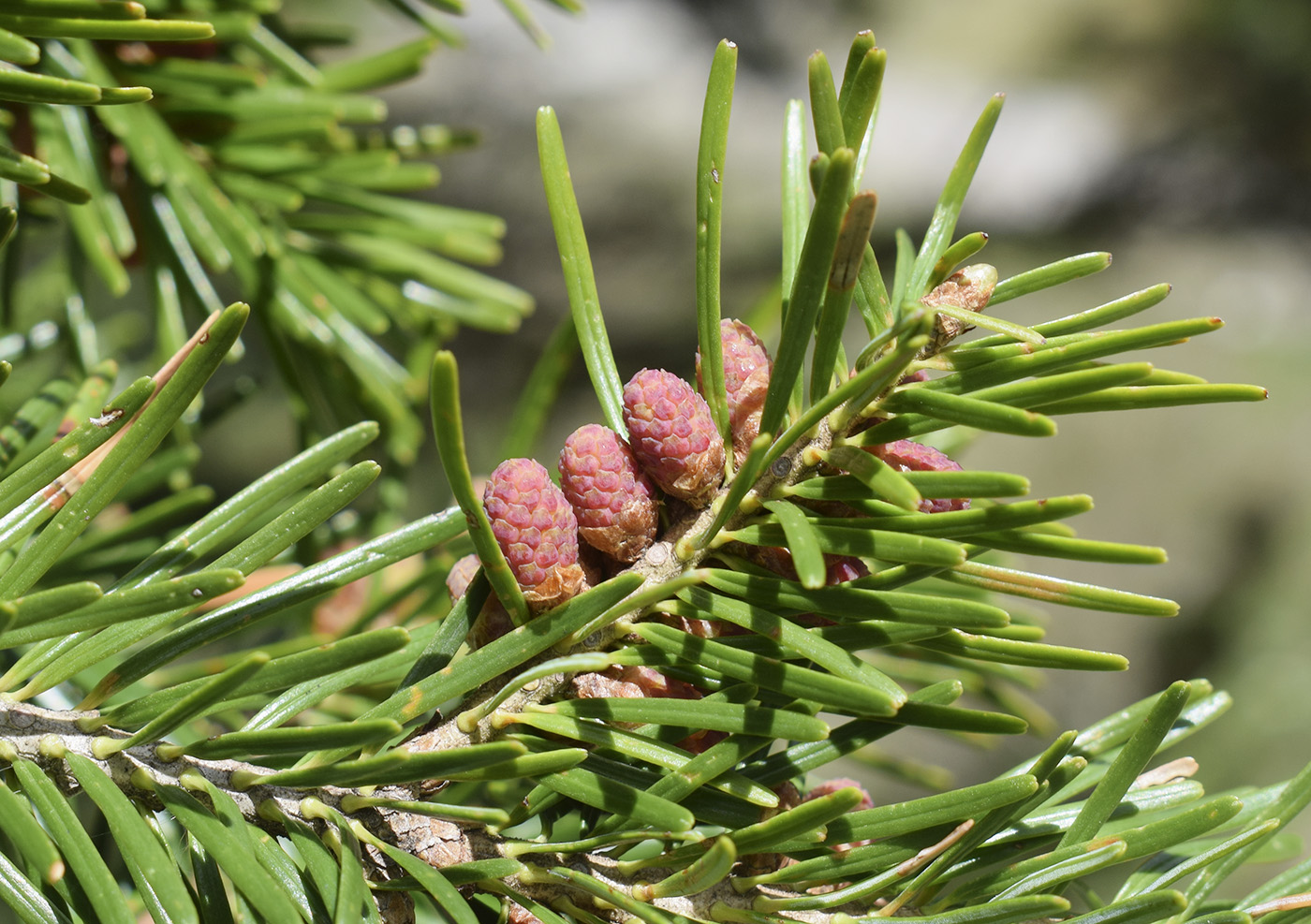 Изображение особи Abies alba.