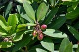 Acokanthera oblongifolia. Верхушка побега с плодами. Египет, мухафаза Александрия, г. Александрия, в культуре. 02.05.2023.