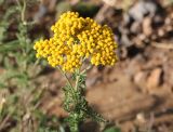 Achillea arabica