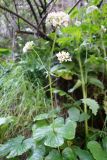 Valeriana tiliifolia