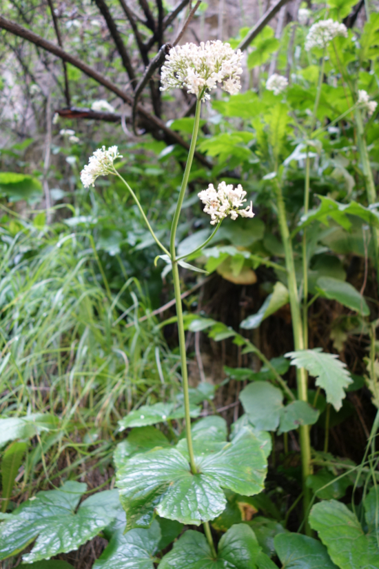Изображение особи Valeriana tiliifolia.