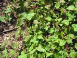 Fallopia convolvulus. Цветущее растение. Казахстан, Заилийский Алатау, Аксайское ущелье, 1800 м н.у.м. 08.07.2010.