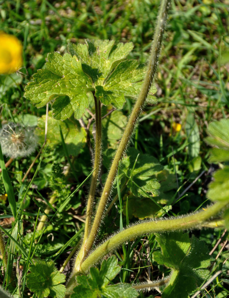 Изображение особи Ranunculus grandiflorus.