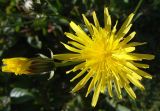 Crepis biennis