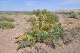 Ferula iliensis. Плодоносящее растение. Казахстан, Алматинская обл., горы Богуты, подгорная пустыня. 25 мая 2023 г.