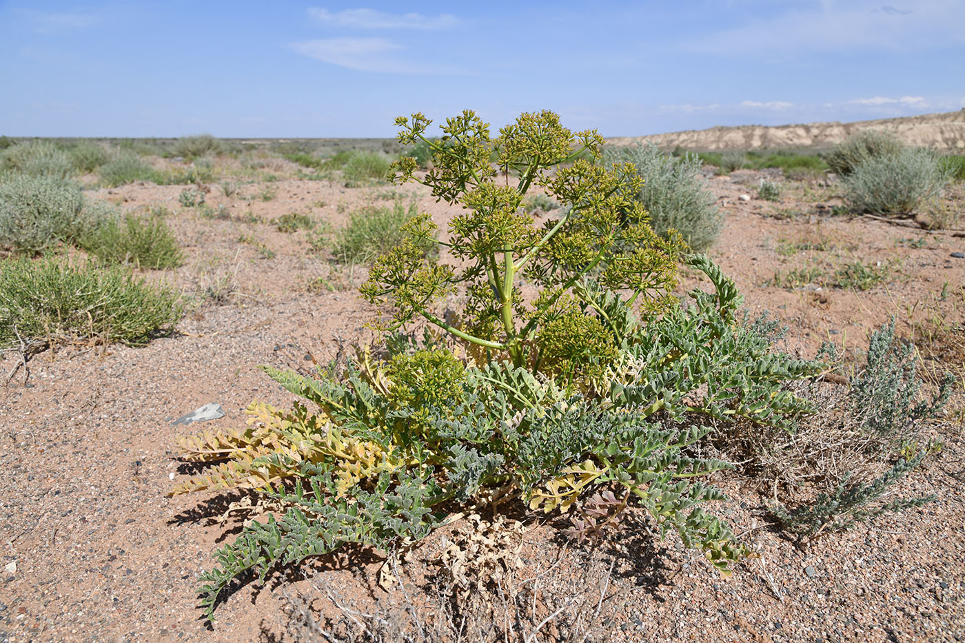 Image of Ferula iliensis specimen.