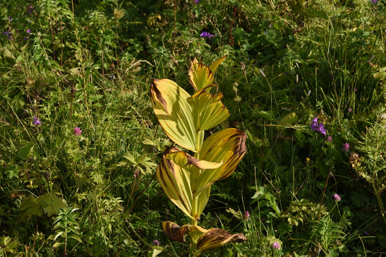 Изображение особи Veratrum lobelianum.