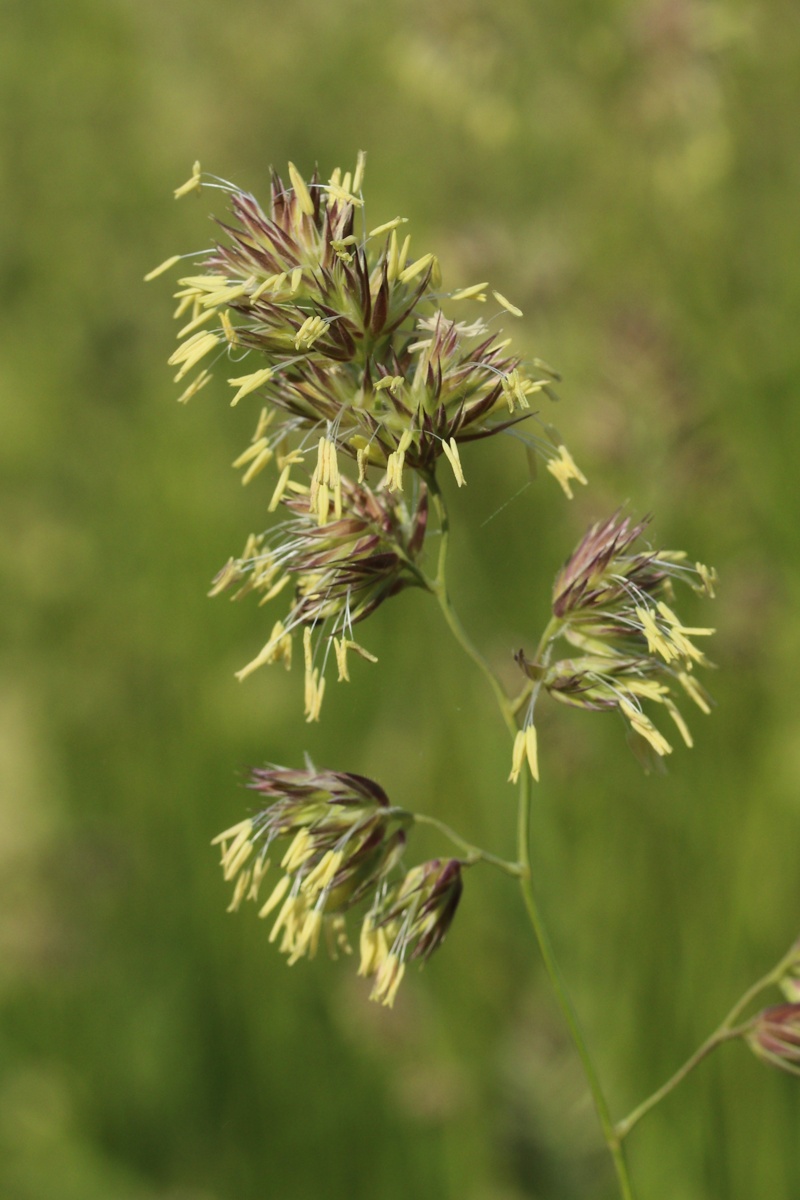 Image of Dactylis glomerata specimen.