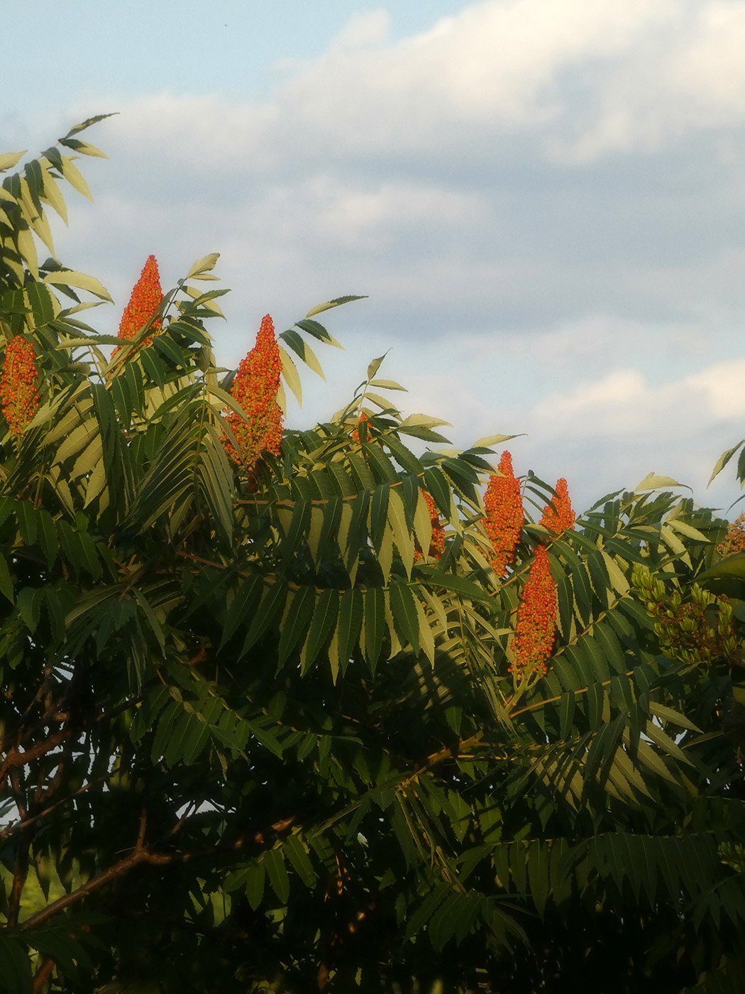 Изображение особи Rhus glabra.
