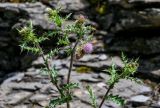 Cirsium polyacanthum