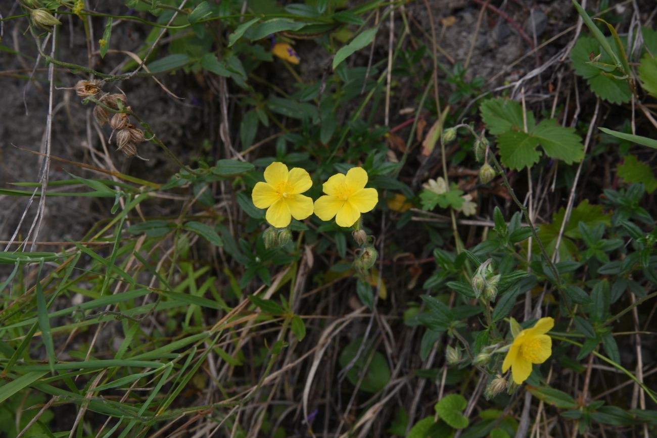 Image of Helianthemum salicifolium specimen.