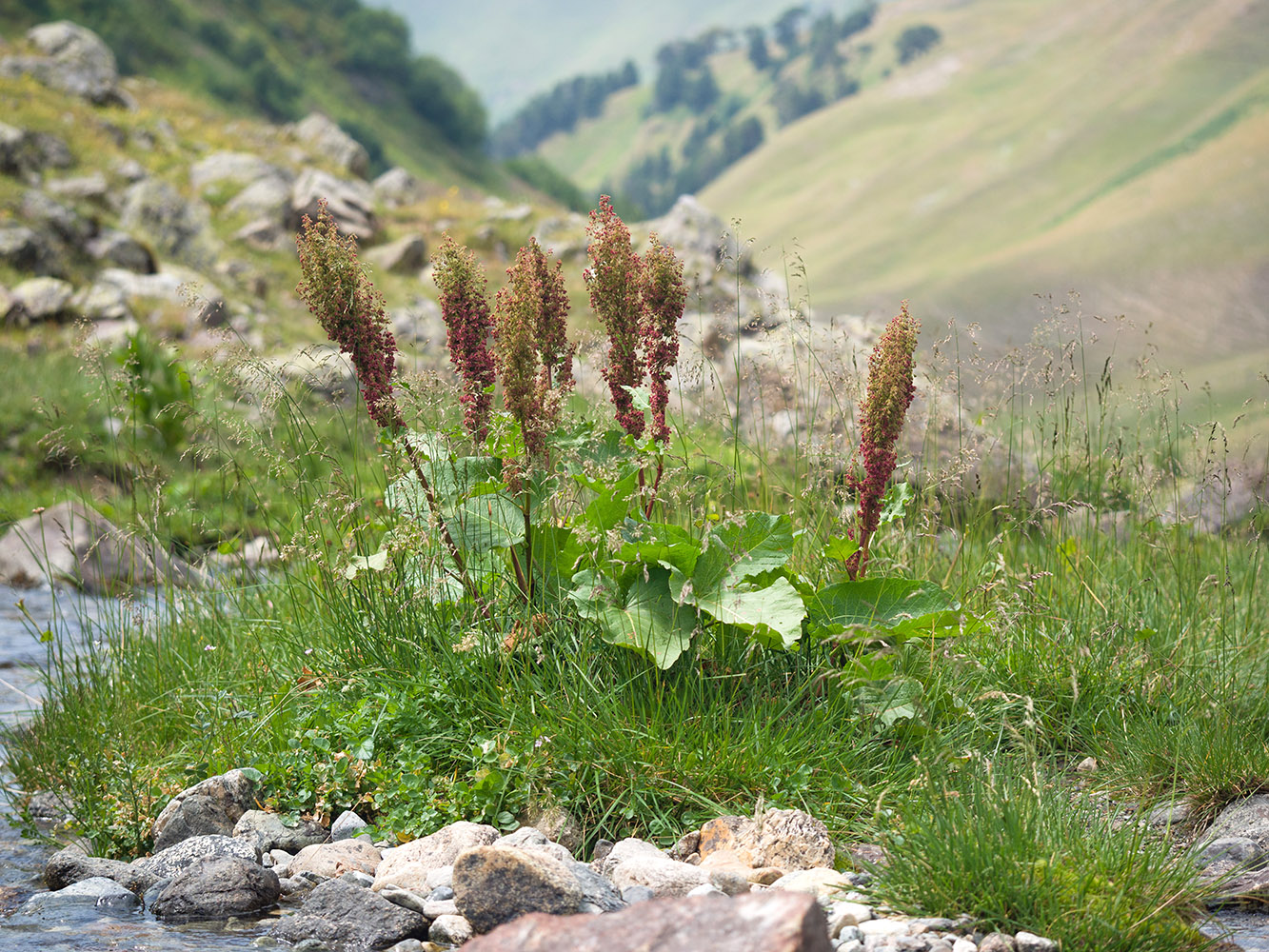 Изображение особи Rumex alpinus.